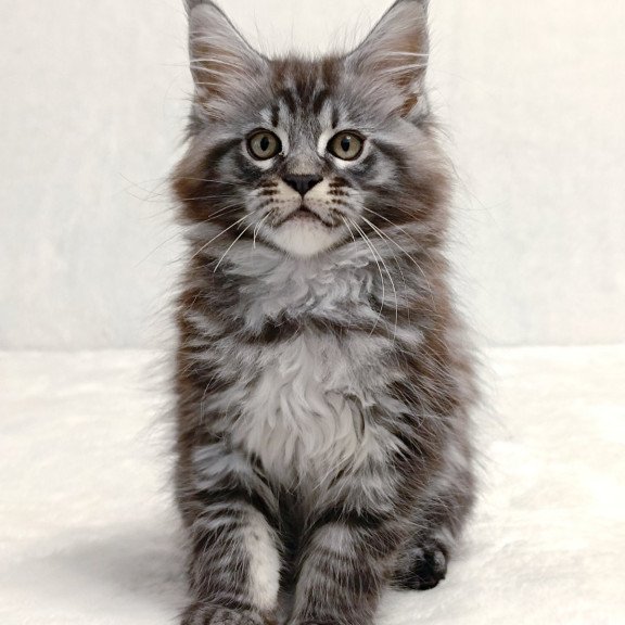 Maine Coon EZ Parker