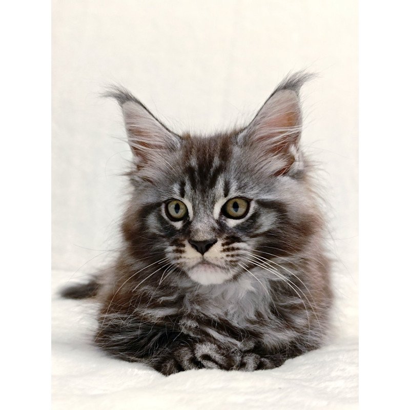 Maine Coon EZ Parker