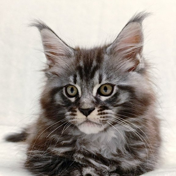 Maine Coon EZ Parker