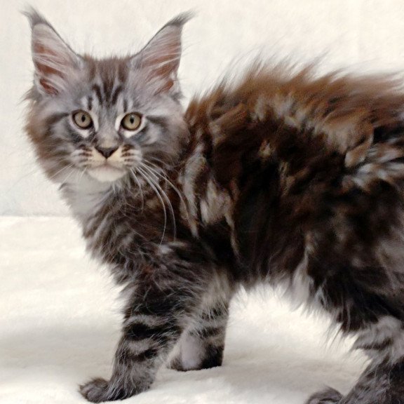 Maine Coon EZ Parker