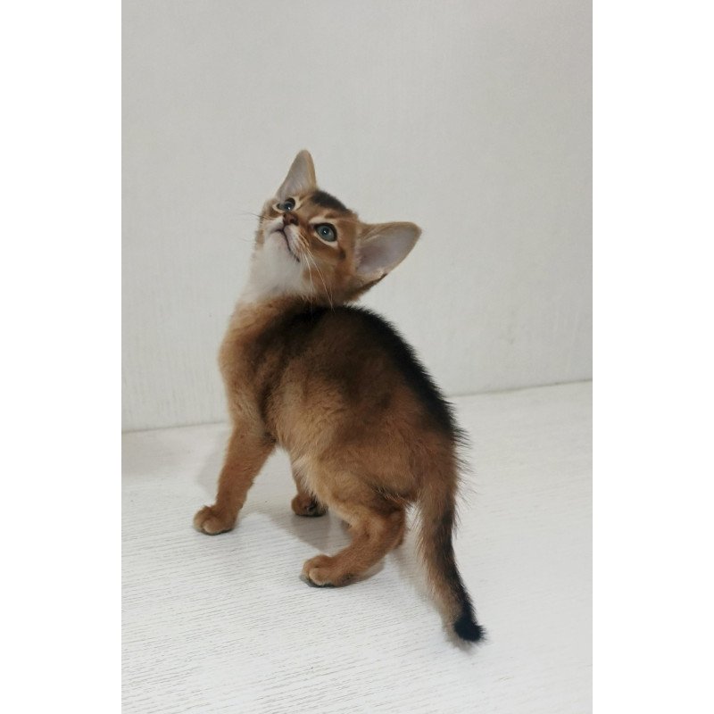Abyssinian EZ Griffin