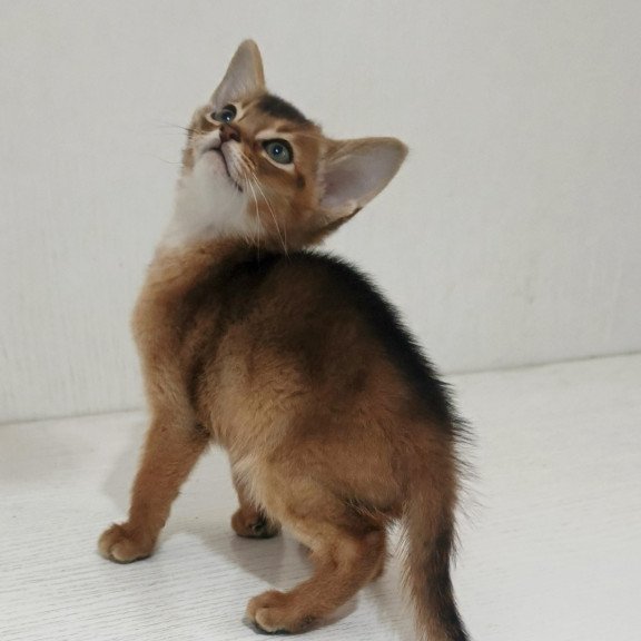 Abyssinian EZ Griffin