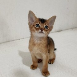 Abyssinian EZ Griffin