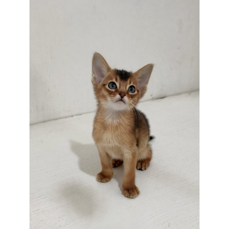 Abyssinian EZ Griffin