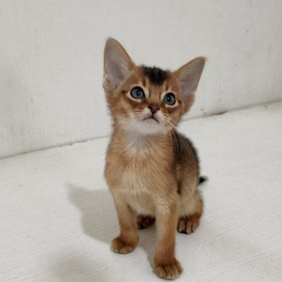 Abyssinian EZ Griffin