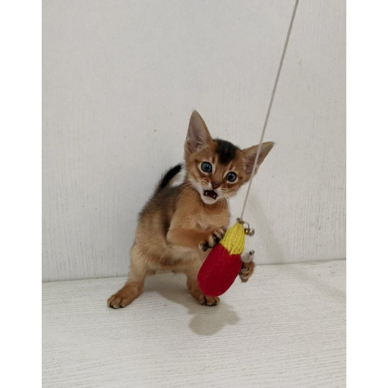 Abyssinian EZ Griffin