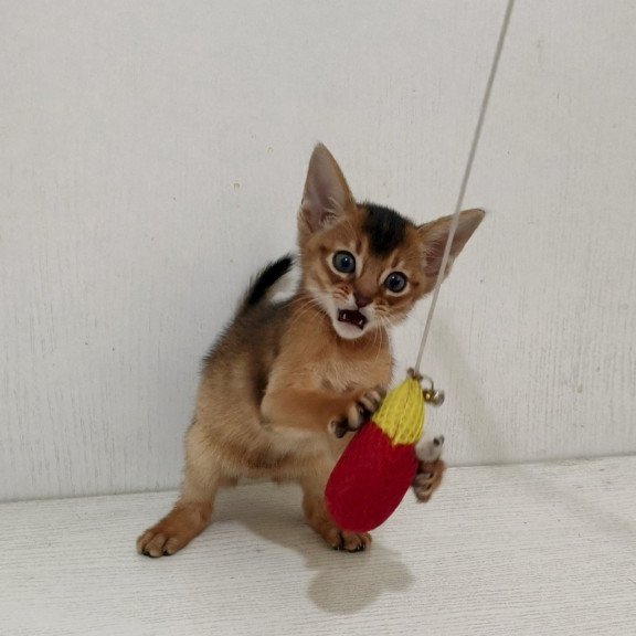 Abyssinian EZ Griffin
