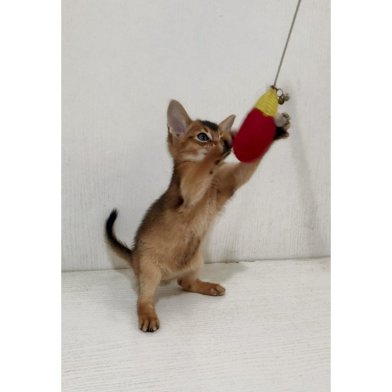 Abyssinian EZ Griffin