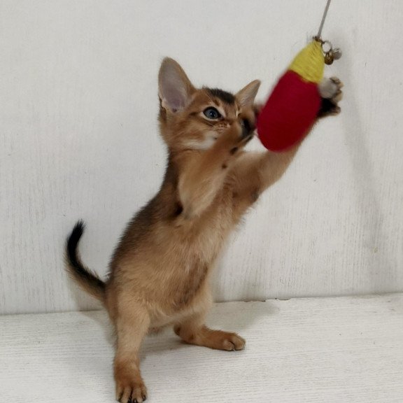 Abyssinian EZ Griffin