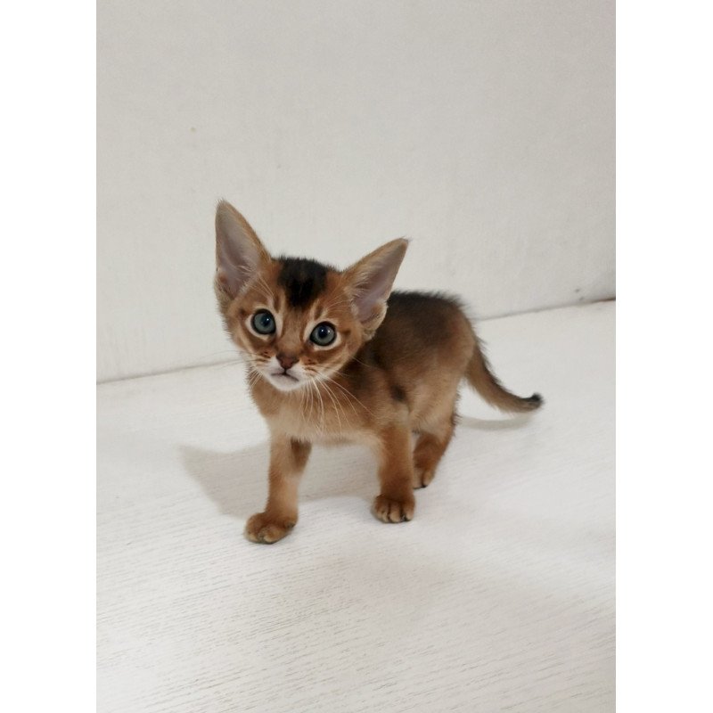 Abyssinian EZ Griffin