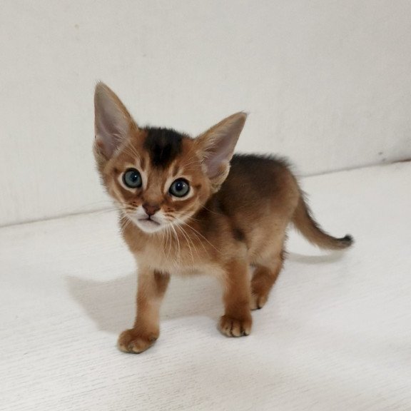 Abyssinian EZ Griffin