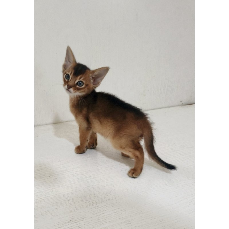 Abyssinian EZ Griffin
