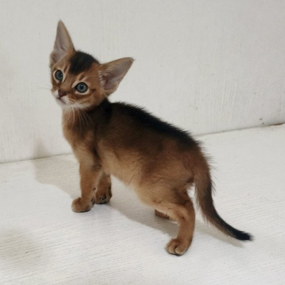 Abyssinian EZ Griffin