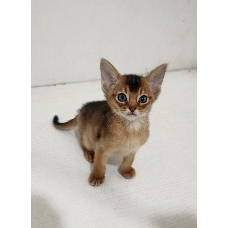 Abyssinian EZ Griffin