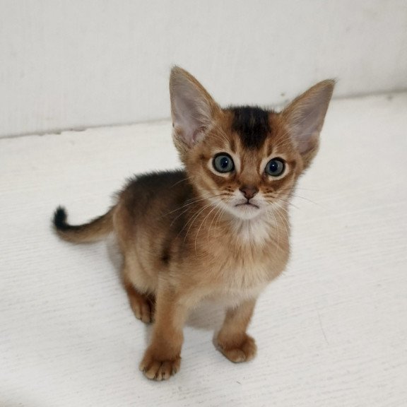 Abyssinian EZ Griffin