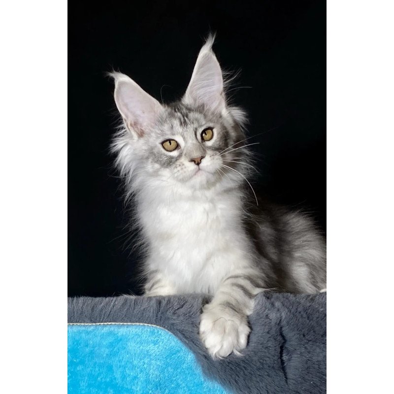 Maine Coon NOV Helarie