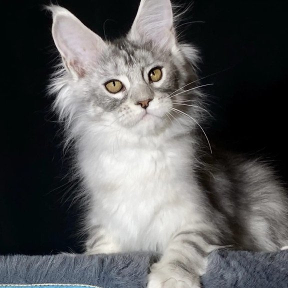 Maine Coon NOV Helarie