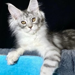 Maine Coon NOV Helarie