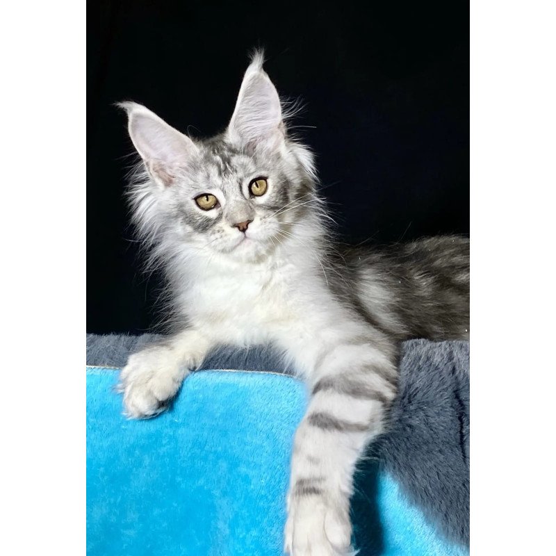 Maine Coon NOV Helarie