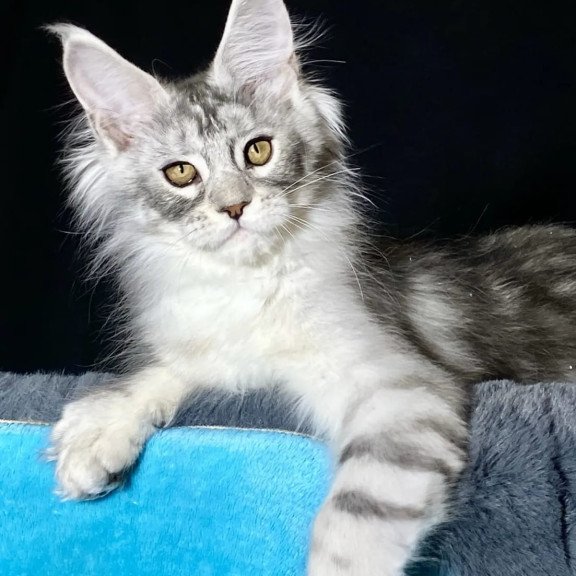 Maine Coon NOV Helarie