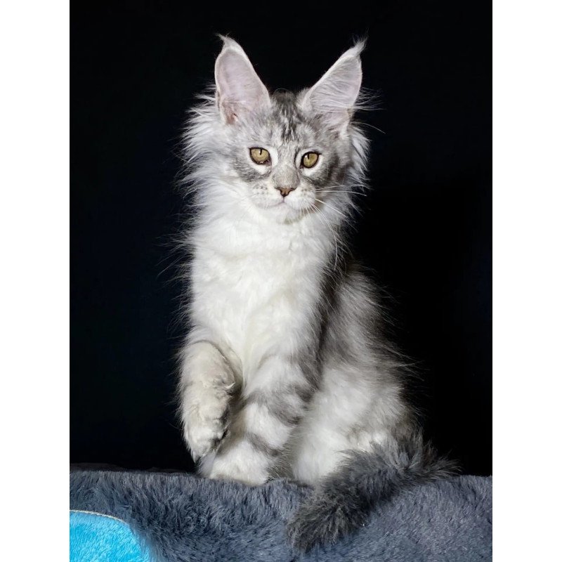 Maine Coon NOV Helarie