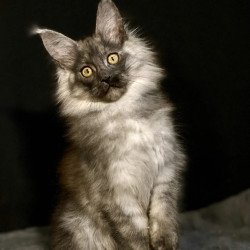 Maine Coon NOV Grace1