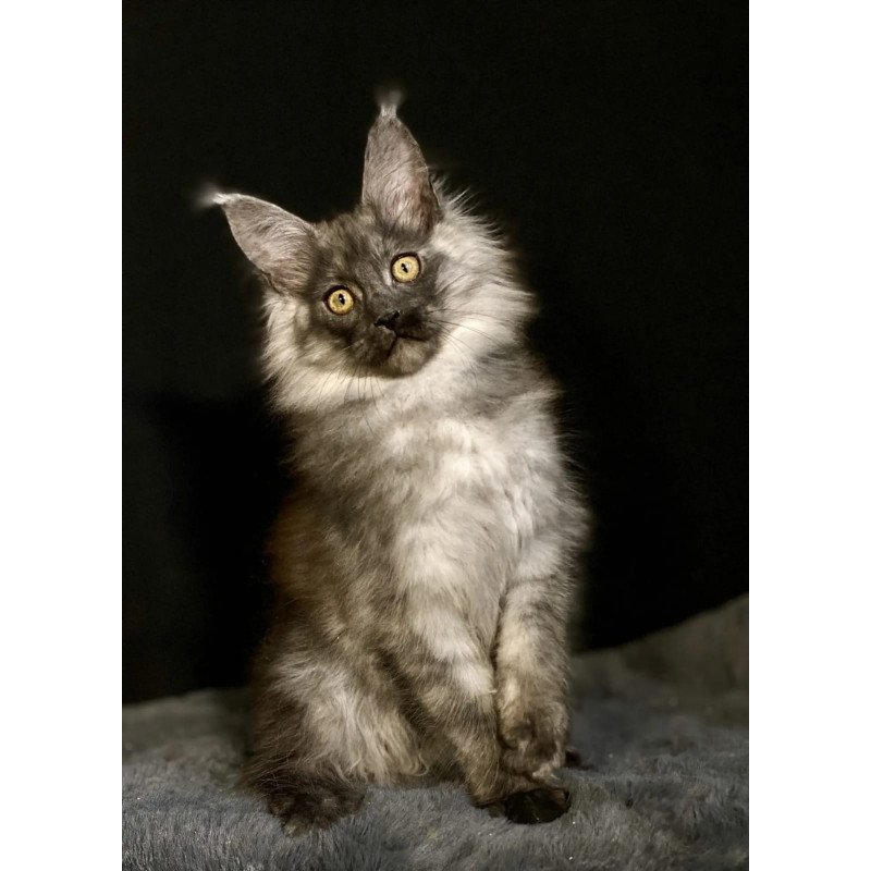 Maine Coon NOV Grace1