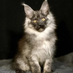 Maine Coon NOV Grace1
