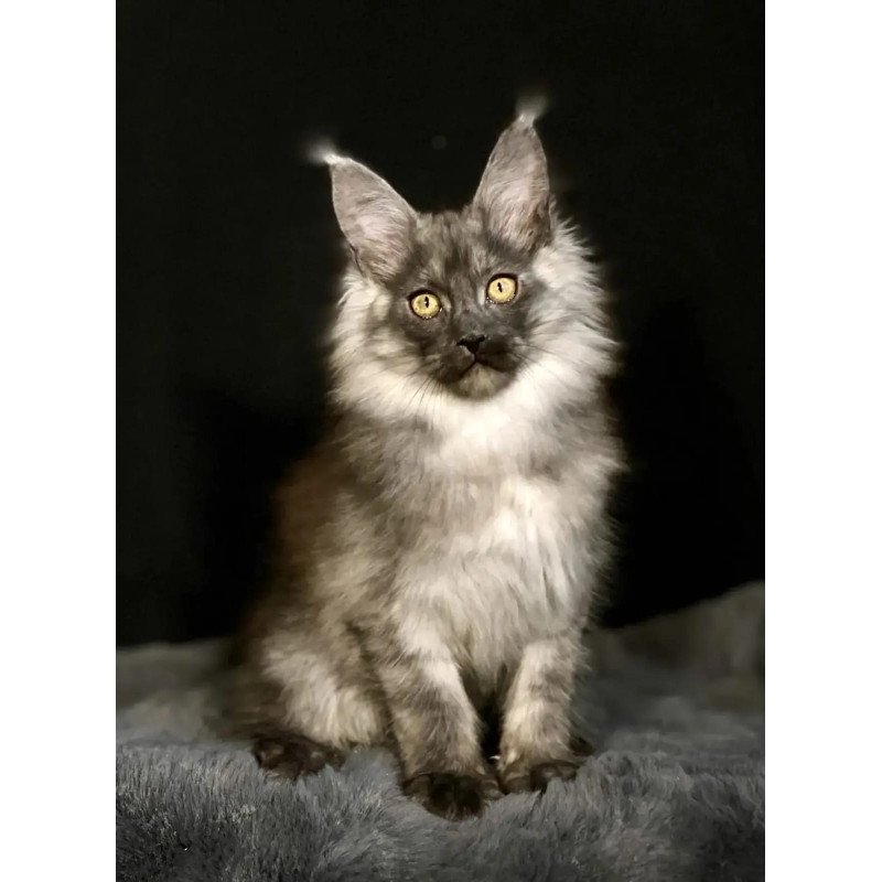 Maine Coon NOV Grace1