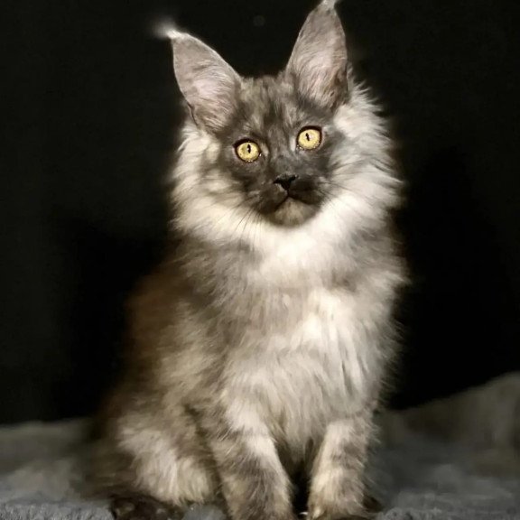 Maine Coon NOV Grace1