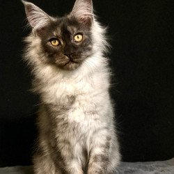 Maine Coon NOV Feya