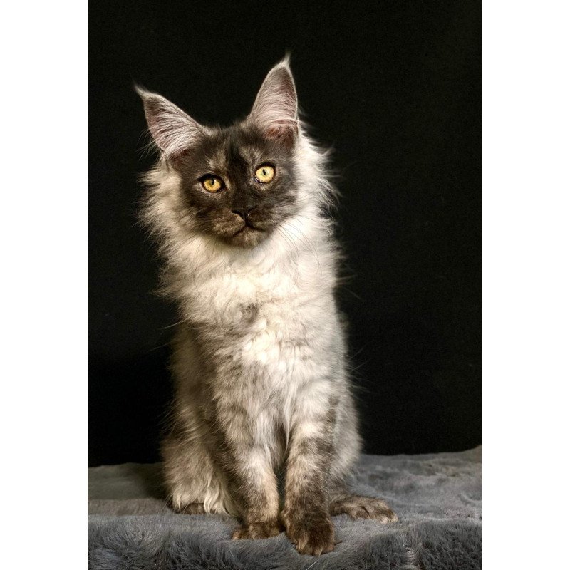 Maine Coon NOV Feya