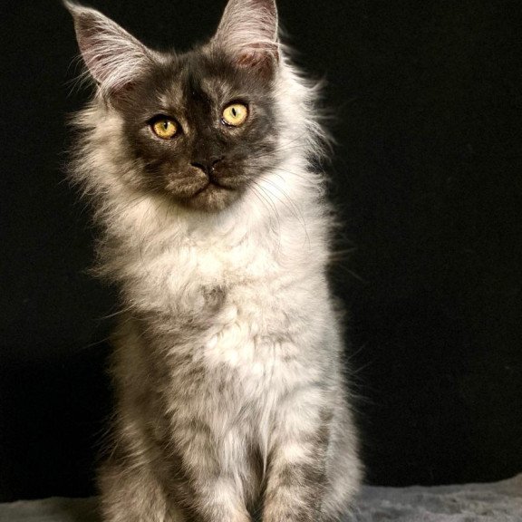 Maine Coon NOV Feya