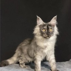 Maine Coon NOV Feya