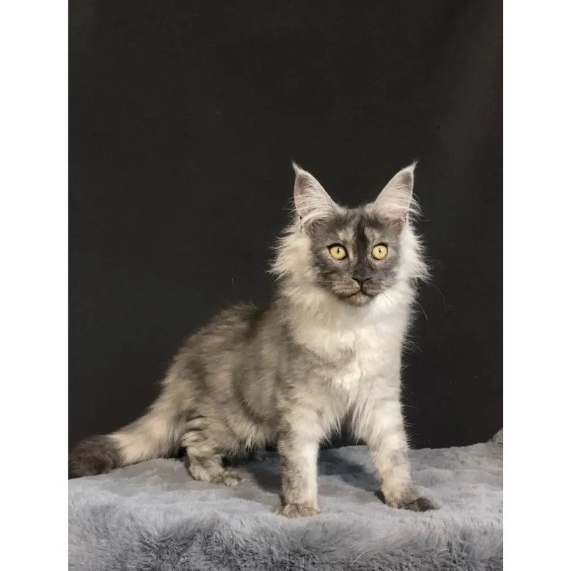 Maine Coon NOV Feya