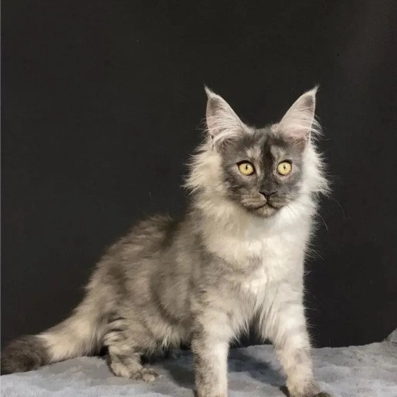 Maine Coon NOV Feya