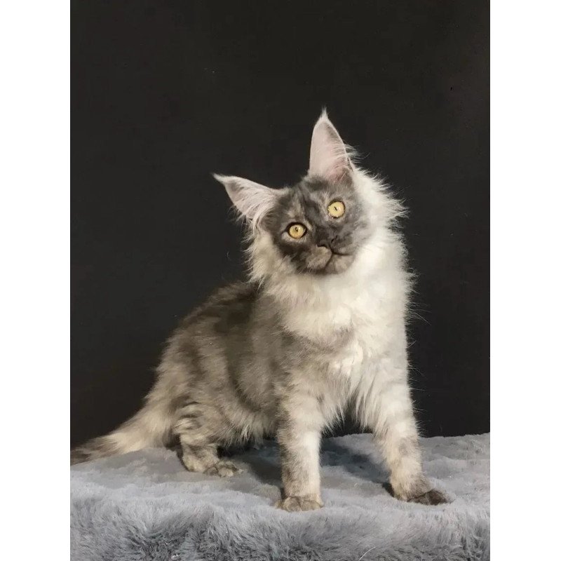 Maine Coon NOV Feya