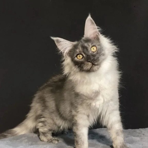 Maine Coon NOV Feya