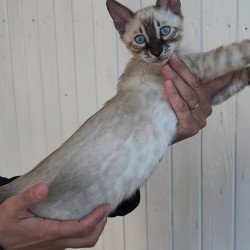 Bengal NOV Mist