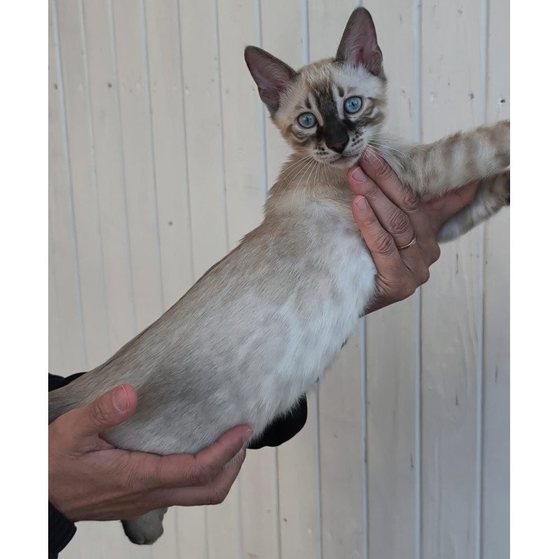 Bengal NOV Mist