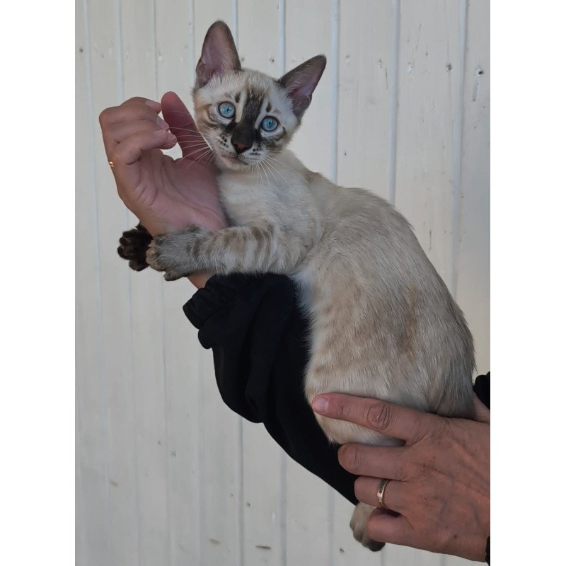 Bengal NOV Mist