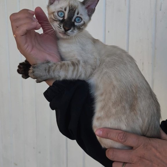 Bengal NOV Mist