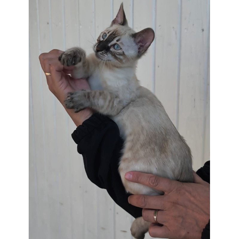 Bengal NOV Mist
