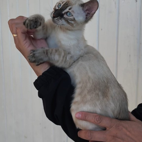 Bengal NOV Mist