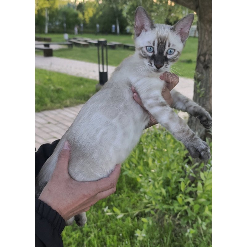 Bengal NOV Mist