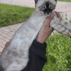 Bengal NOV Noa