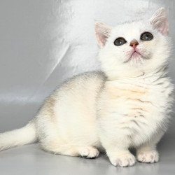 Munchkin Zynar