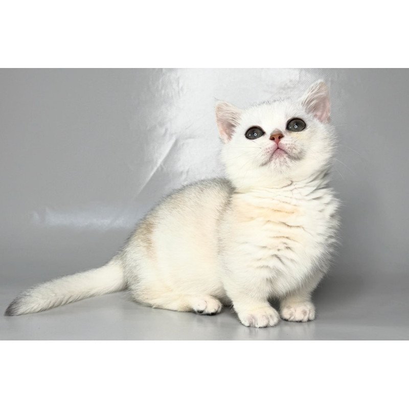 Munchkin Zynar