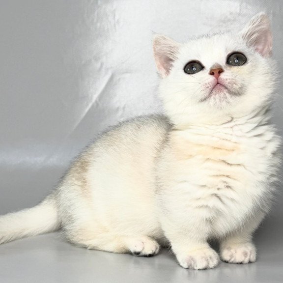 Munchkin Zynar