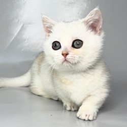 Munchkin Zynar